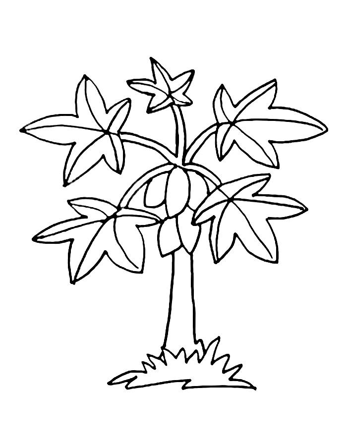 Papaya Tree Simple Outline Coloring Page