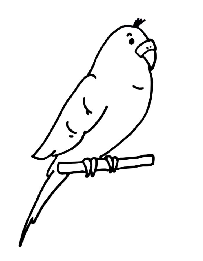 Parakeet Bird For Kids Coloring Page