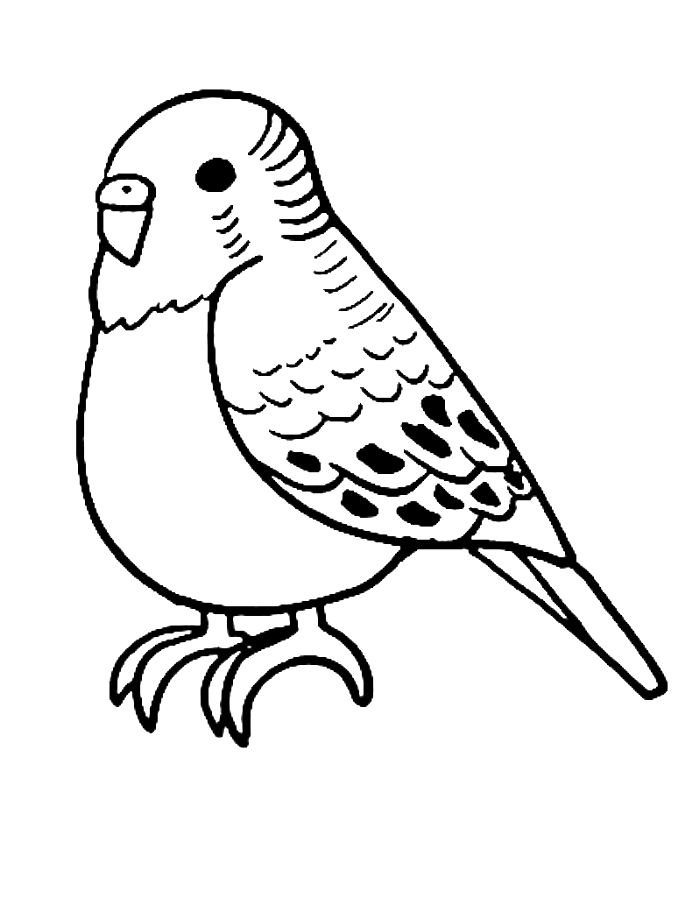 Parakeet Easy Drawing For Kids Coloring Page