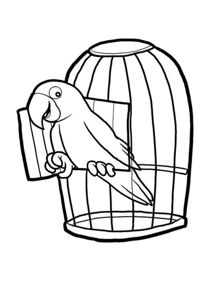 Parrot And Cage Coloring Page