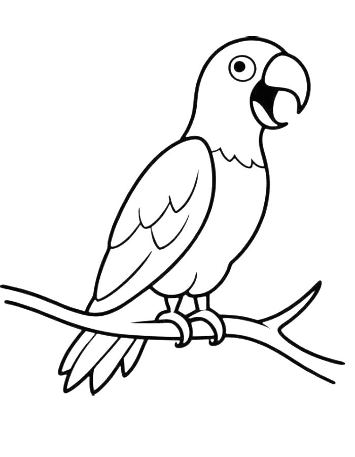 Parrot Coloring Images Coloring Page