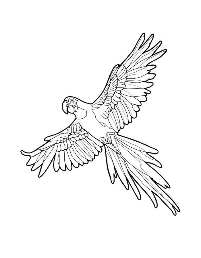 Parrot For Adults Coloring Page