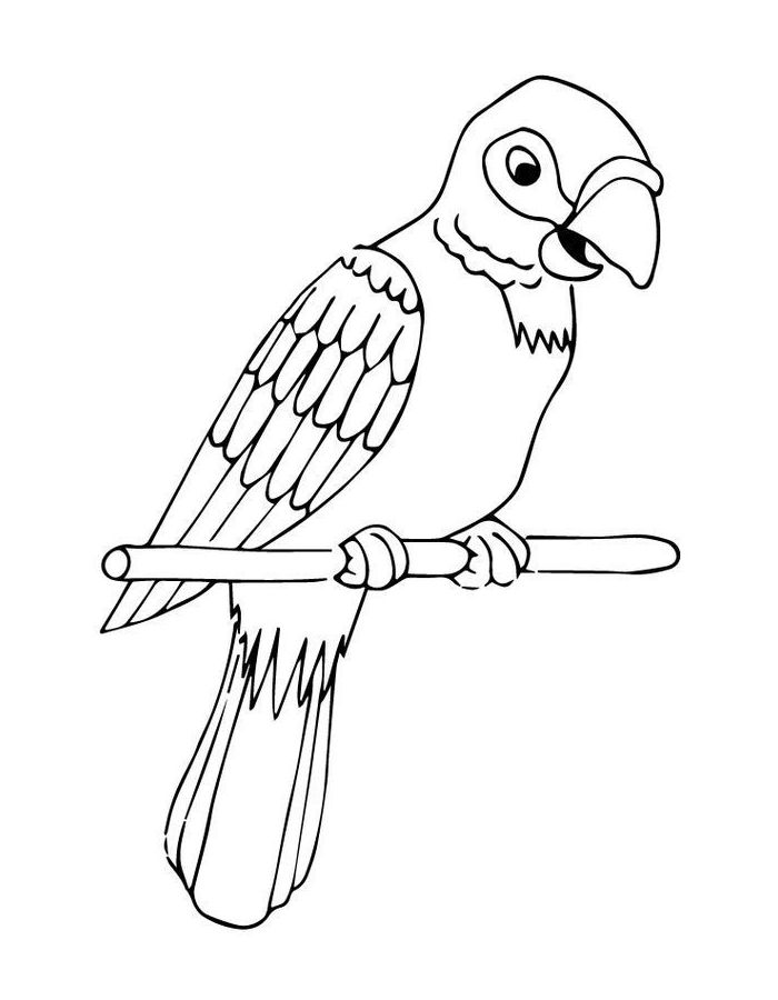 Parrot Outline For Kids Coloring Page