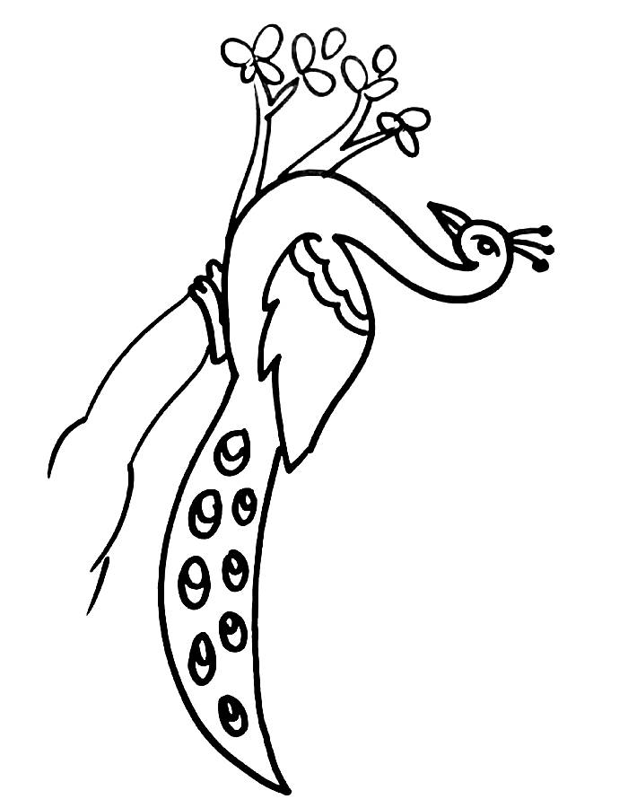 Peacock Sitting On Tree Drawing Easy Coloring Page