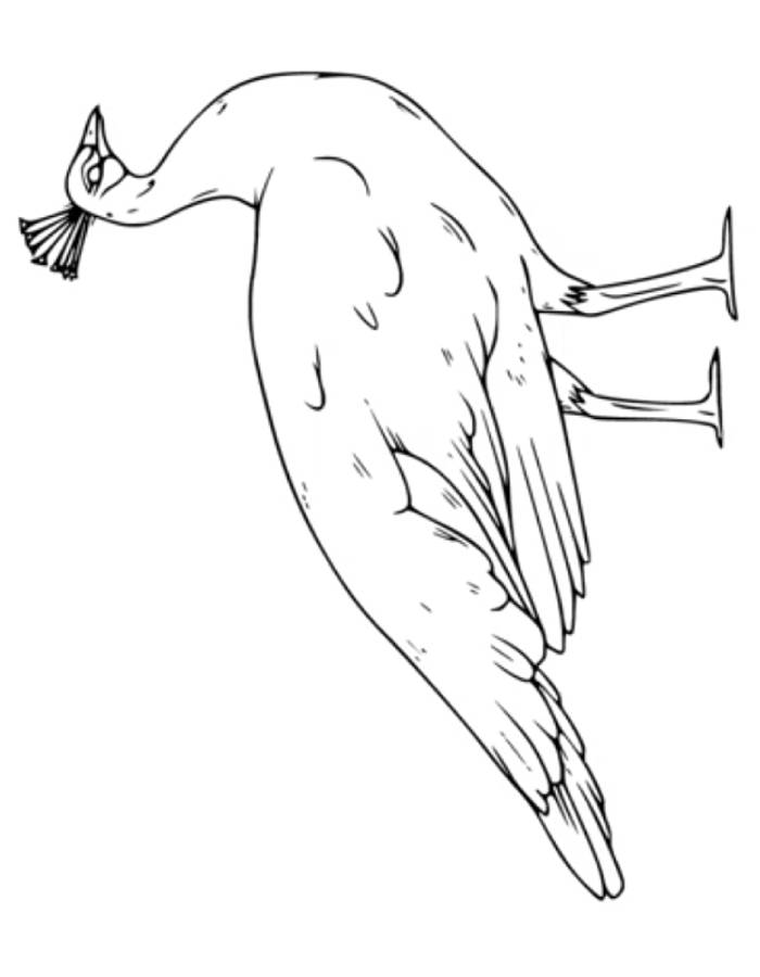 Peahen Coloring Page