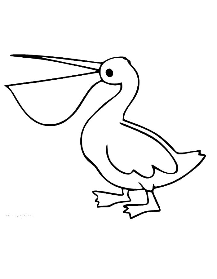 Pelican Bird Drawing Coloring Page