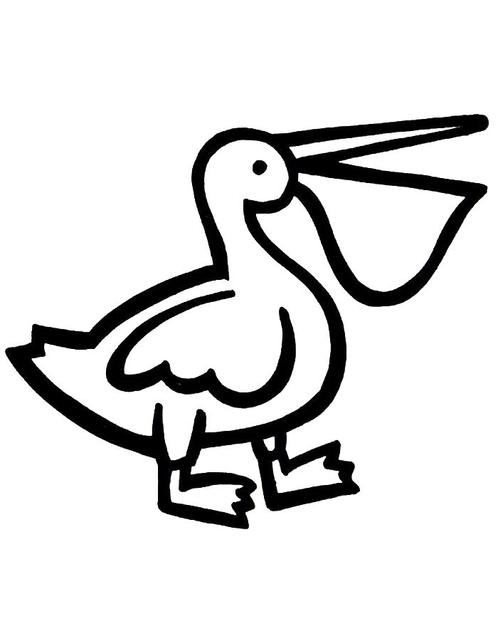 Pelican  coloring page