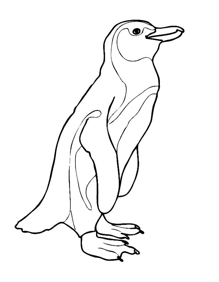 Penguin Line Art Coloring Page