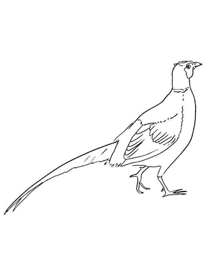 Pheasant  coloring page