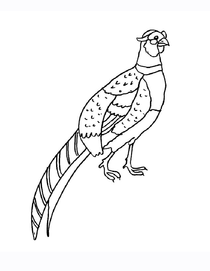 Pheasant Line Art Coloring Page