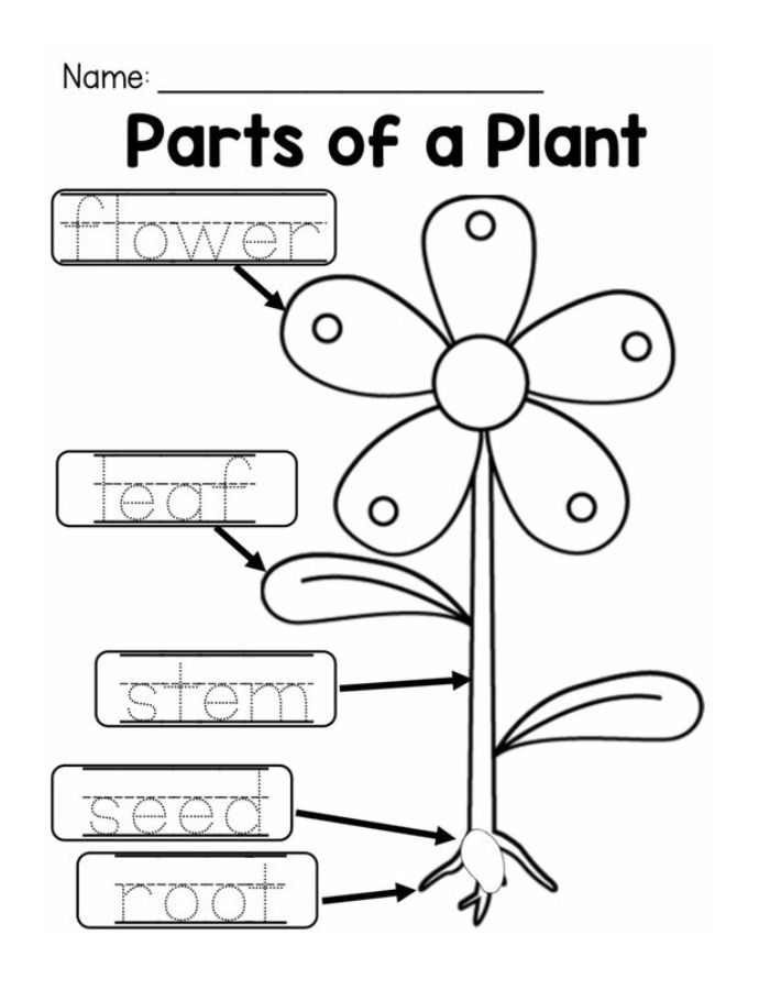 Photosynthesis Coloring Page