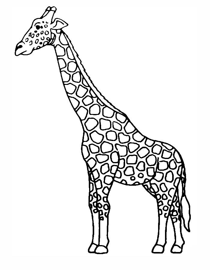 Picture Of A Giraffe Coloring Page