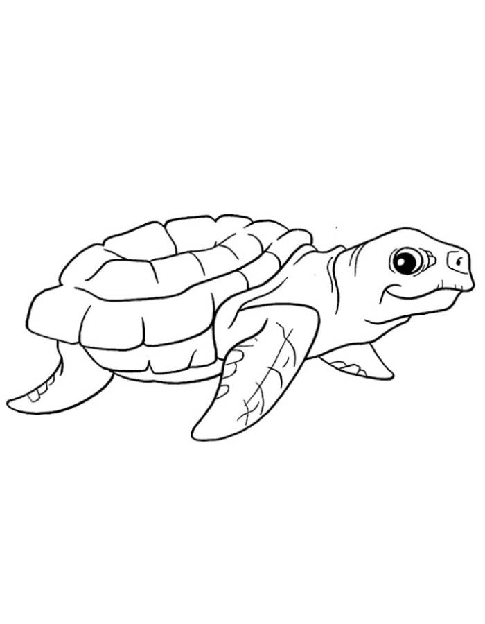 Picture Of A Sea Turtle Coloring Page