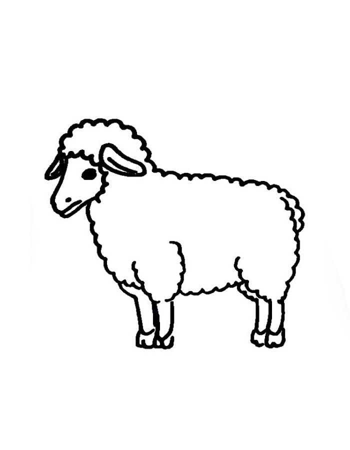 Picture Of A Sheep Coloring Page