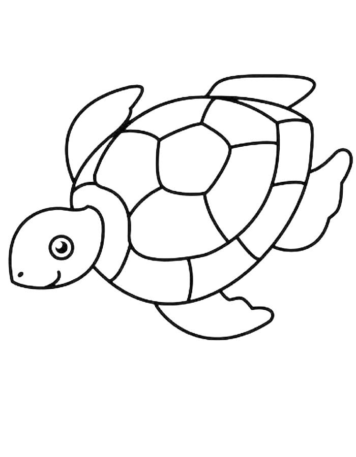 Turtle Coloring Pages (Free Printable PDF)