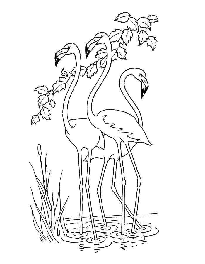 Pictures Of Flamingos Coloring Page