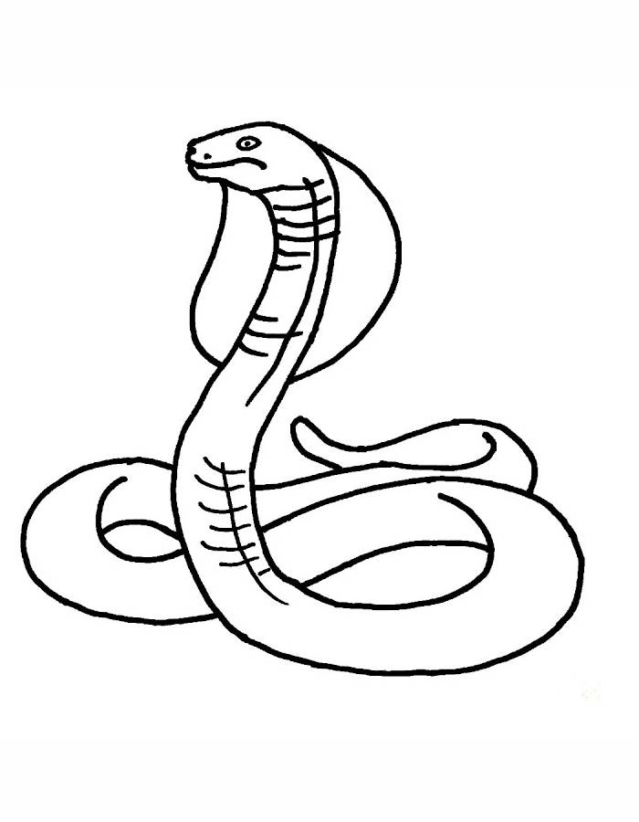 Pictures Of Snakes Coloring Page