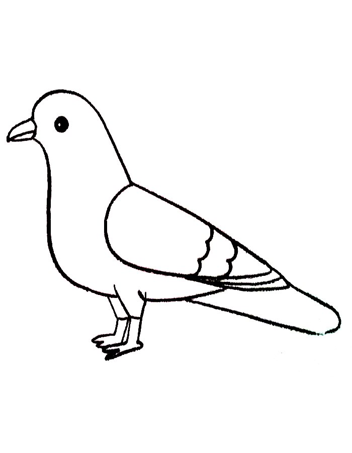 Pigeon Line Art Coloring Page