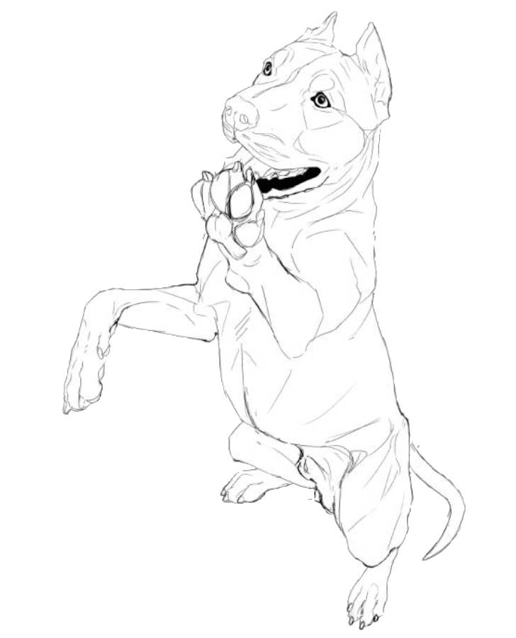 Pit bull sketch