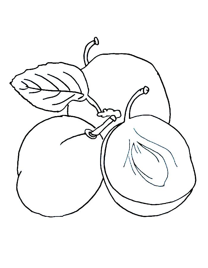 Plum Easy Drawing Coloring Page