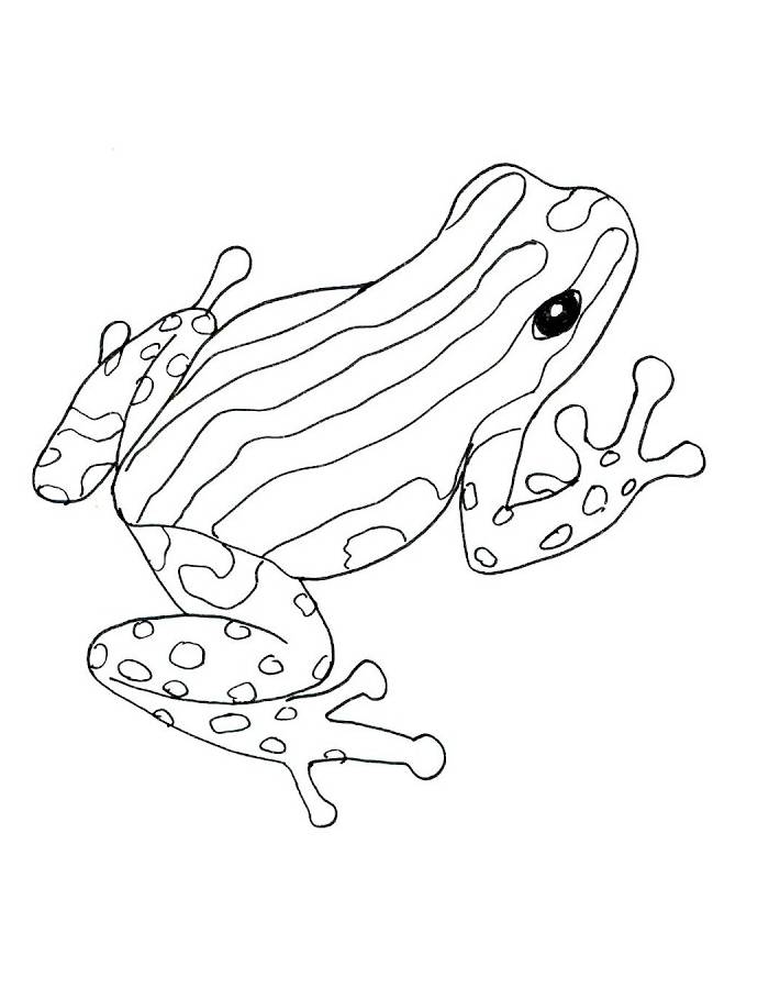 Poison Dart Frog Coloring Page