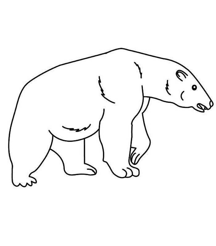 Polar Bear Book Coloring Page