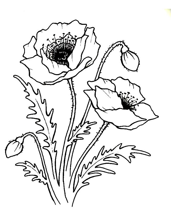 Poppies coloring page