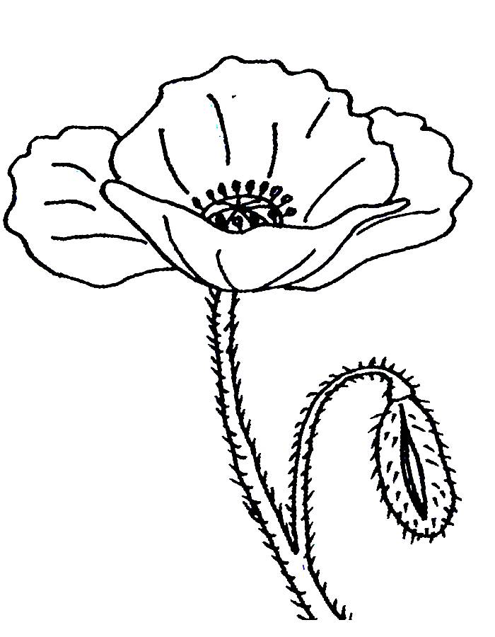 Poppies For Beginners Coloring Page