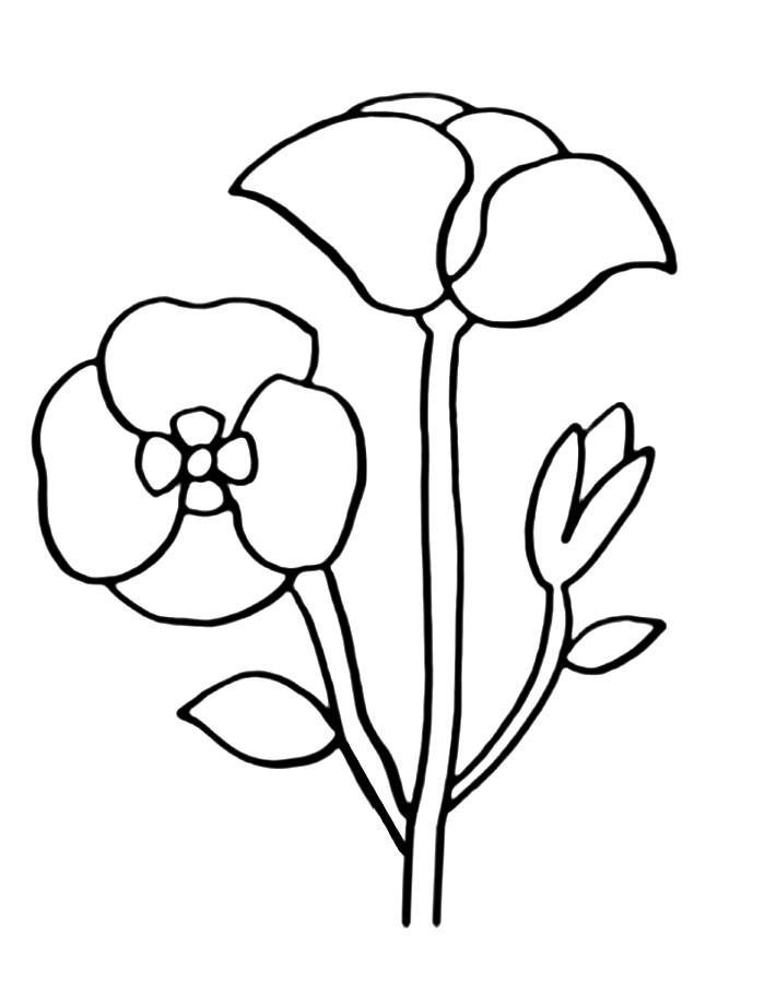 Poppy Flower Drawing Coloring Page