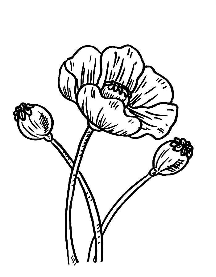 Poppy Flower Easy Coloring Page