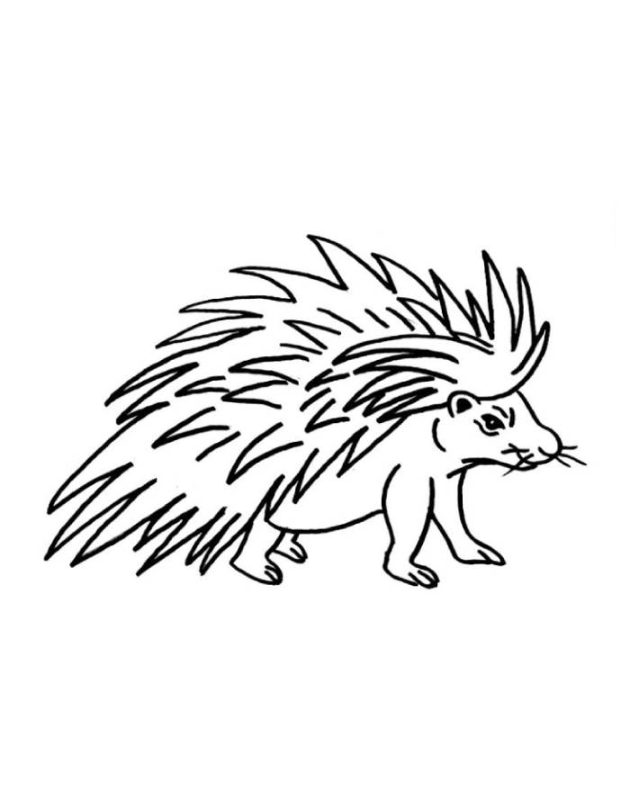 Porcupine Coloring Page