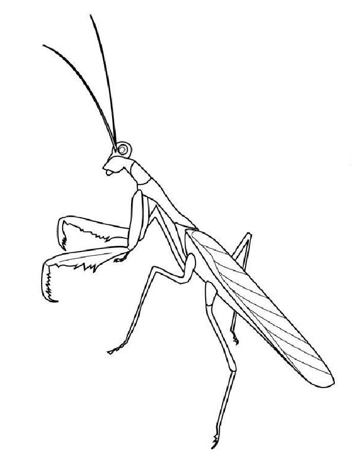 Praying mantis worksheets coloring page