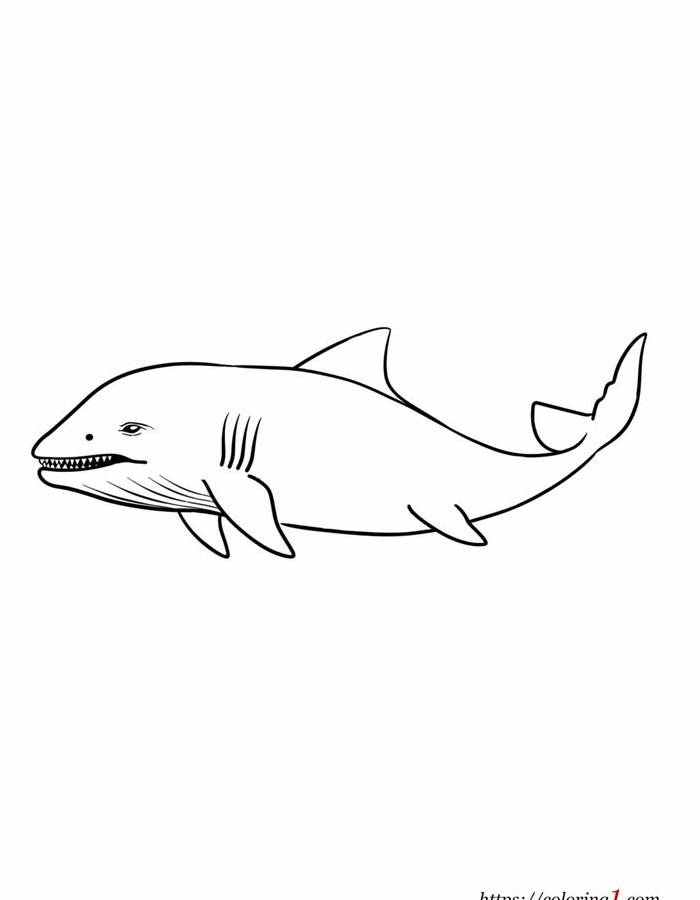 Prehistoric Fish Megalodon