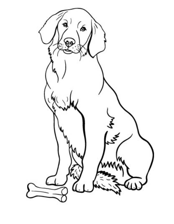 Printable Golden Retriever Lineart Coloring Page