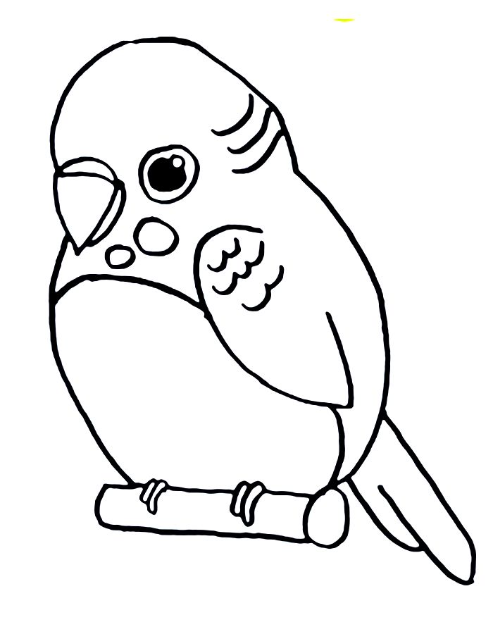 Printable Parakeet Drawing Coloring Page