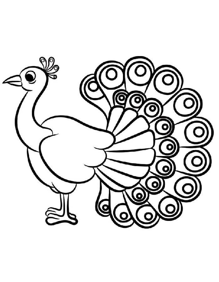 Printable Peacock Pdf Sheets Coloring Page