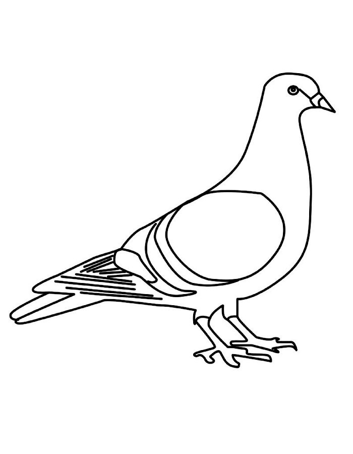 Printable Pigeon Coloring Page