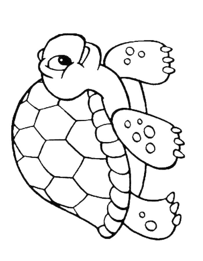 Printable tortoise