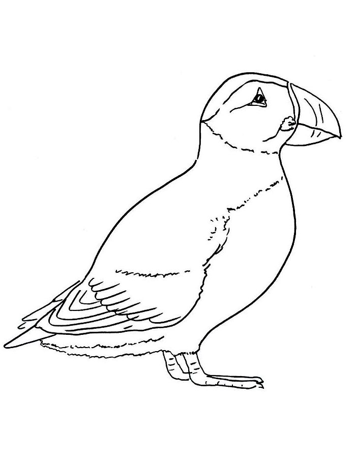 Puffin  coloring page