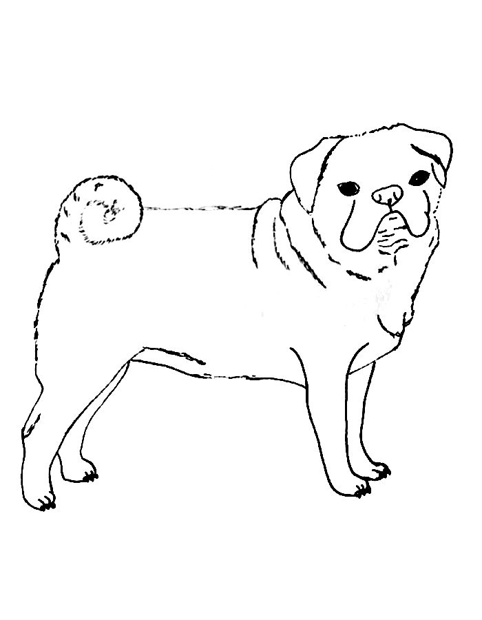 Pug Line Art Pdf Coloring Page