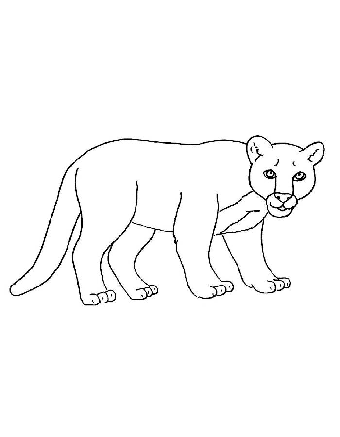 Puma Wild Animal Coloring Page