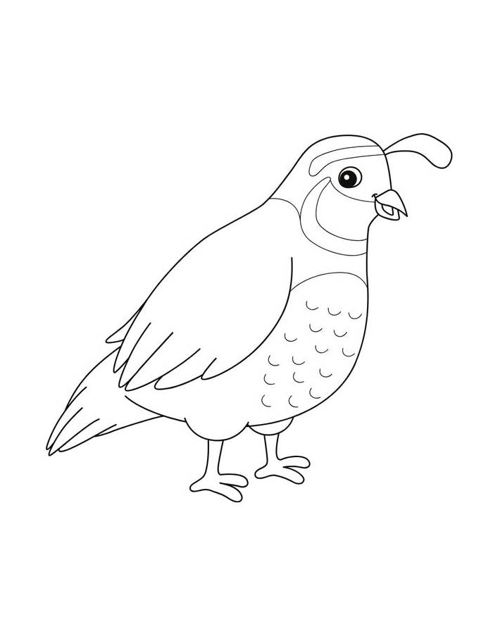 Quail Outline For Kids