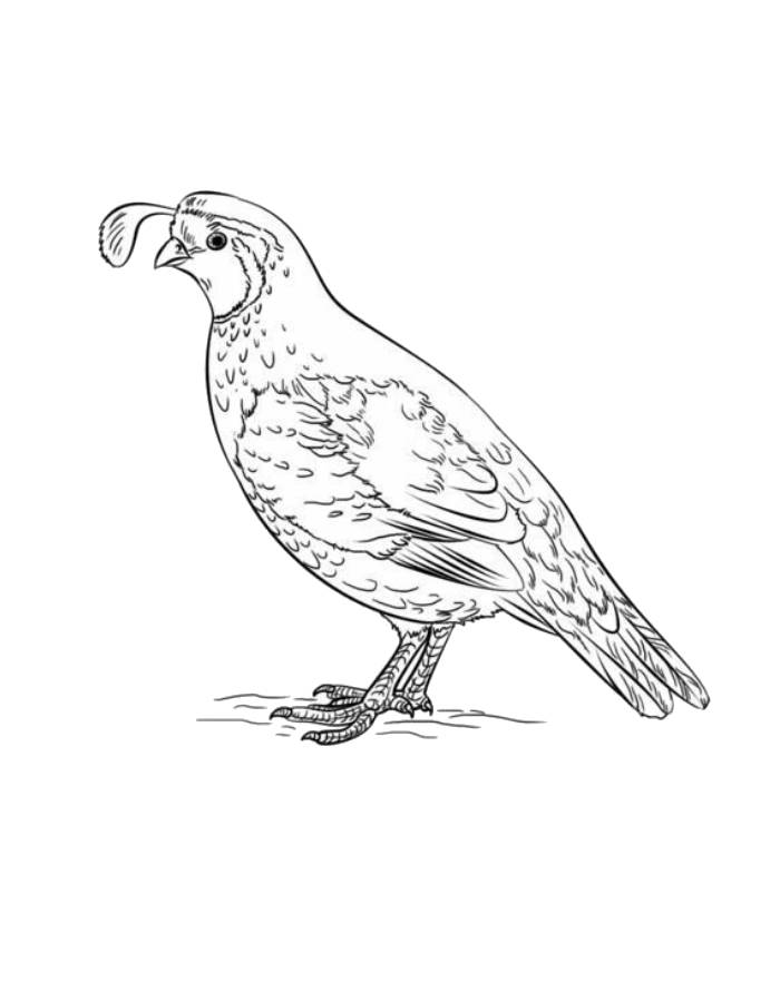 Quail Picture To Print