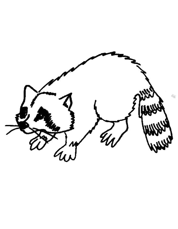 Raccoon Drawing Coloring Page