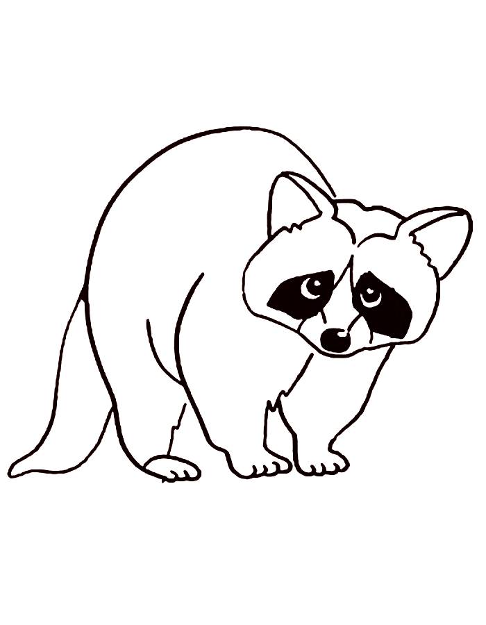 Raccoon Easy Drawings Coloring Page