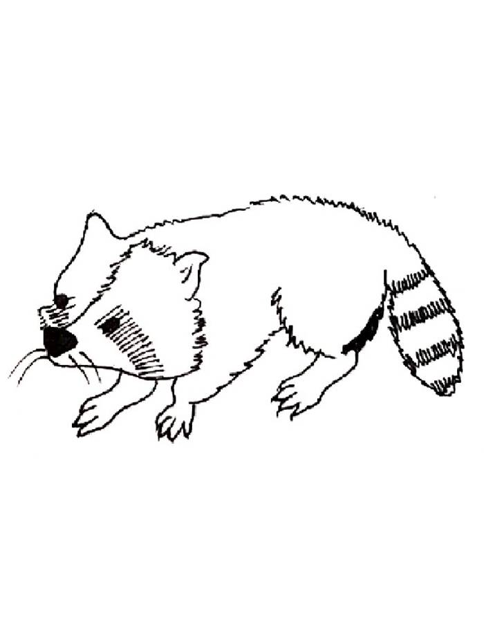 Raccoon Line Art Coloring Page