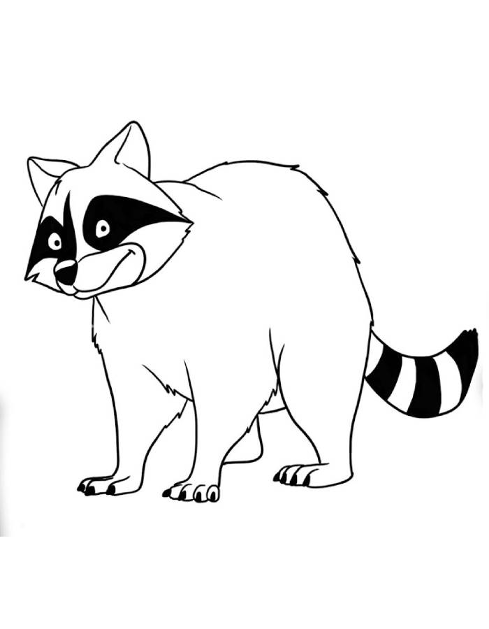 Raccoon Mammals Drawing Coloring Page