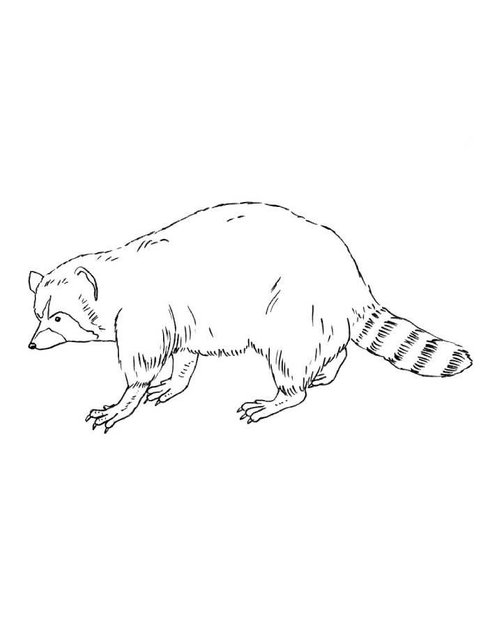 Raccoon Outline Drawings Coloring Page