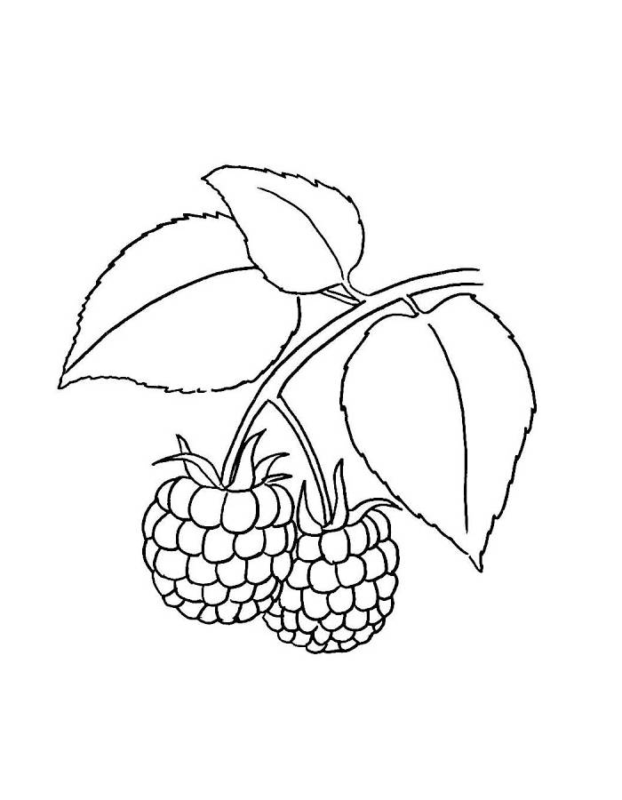 Raspberries Branch Drawings Coloring Page