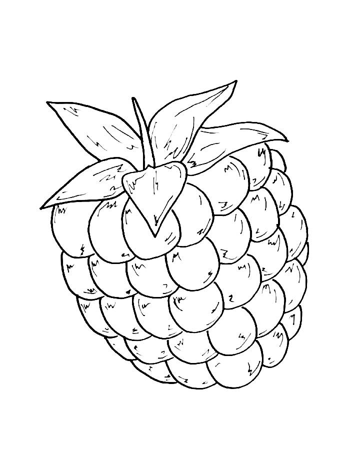 Raspberry Drawing For Beginners Coloring Page